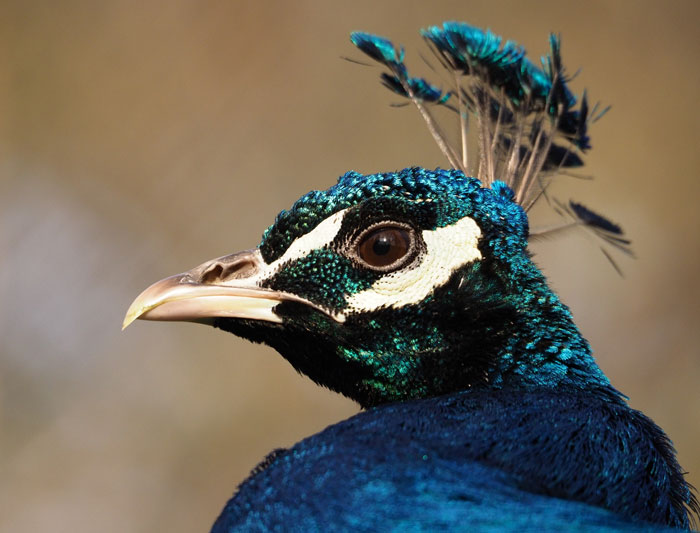 Blauer Pfau, Pavo cristatus Kopf Männchen